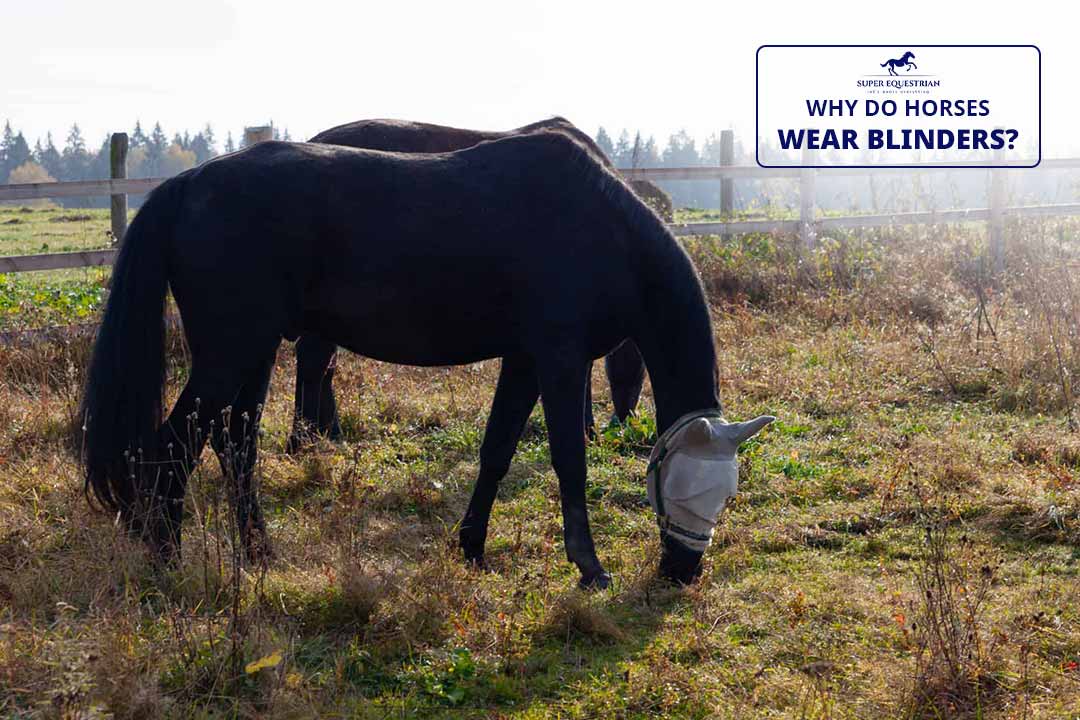 Why Do Horses Wear Blinders Unravel the Mystery!!